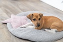 PHO_PRO_DOG_38244-1_#SALL_#AWK_#V1.jpg
