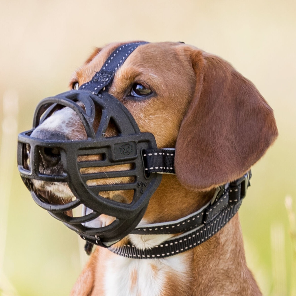 PHO_IMAGE_DOG_Mischling-Bootsmann-Maulkorb-Wiese-7_#SALL_#AWK_#V1.jpg