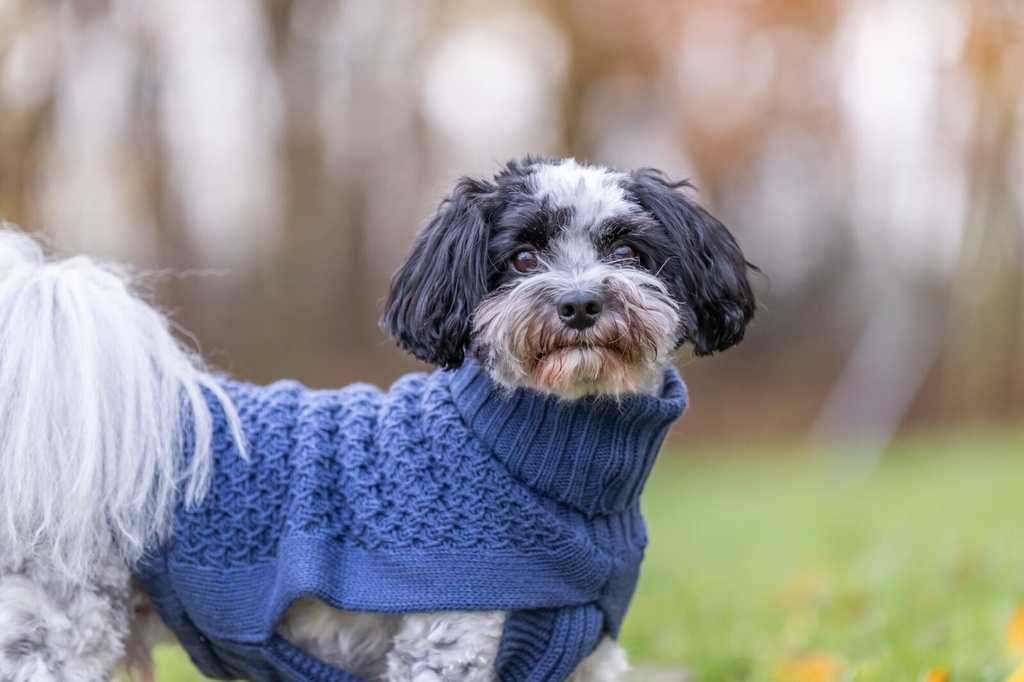 PHO_IMAGE_DOG_BolonkaZwetna-Hannes-Pullover-Norwood-Natur-11_#SALL_#AWK_#V1.jpg