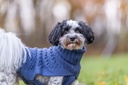 PHO_IMAGE_DOG_BolonkaZwetna-Hannes-Pullover-Norwood-Natur-11_#SALL_#AWK_#V1.jpg