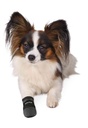 PHO_PRO_DOG_CLIP_1956-1957-1_#SALL_#AWK_#V2.jpg