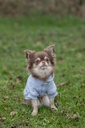 PHO_IMAGE_DOG_Chihuahua-Mila-Hoodie-RainbowFalls-Natur-3_#SALL_#AWK_#V1.jpg