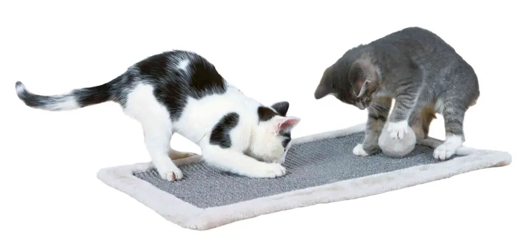 PHO_PRO_CAT_CLIP_43110-1_#SALL_#AWK_#V1.webp