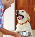 59d2ba20c7ec32f79355c8fd0aa2d8023e541b12_alimentation-chien-croquette-aliment-boîte-type-étape-vie-importance-comment-choisir-âge-animal-animaux-compagnie-animogen-4 (2).webp
