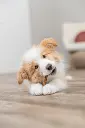 PHO_PRO_DOG_27648-27649-4_#SALL_#AWK_#V1.webp