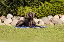 PHO_PRO_DOG_28686-1_#SALL_#AWK_#V1.webp