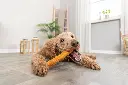 PHO_PRO_DOG_31146-3_#SALL_#AWK_#V1.webp