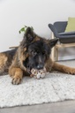 PHO_PRO_DOG_34741-2_#SALL_#AWK_#V1.jpg