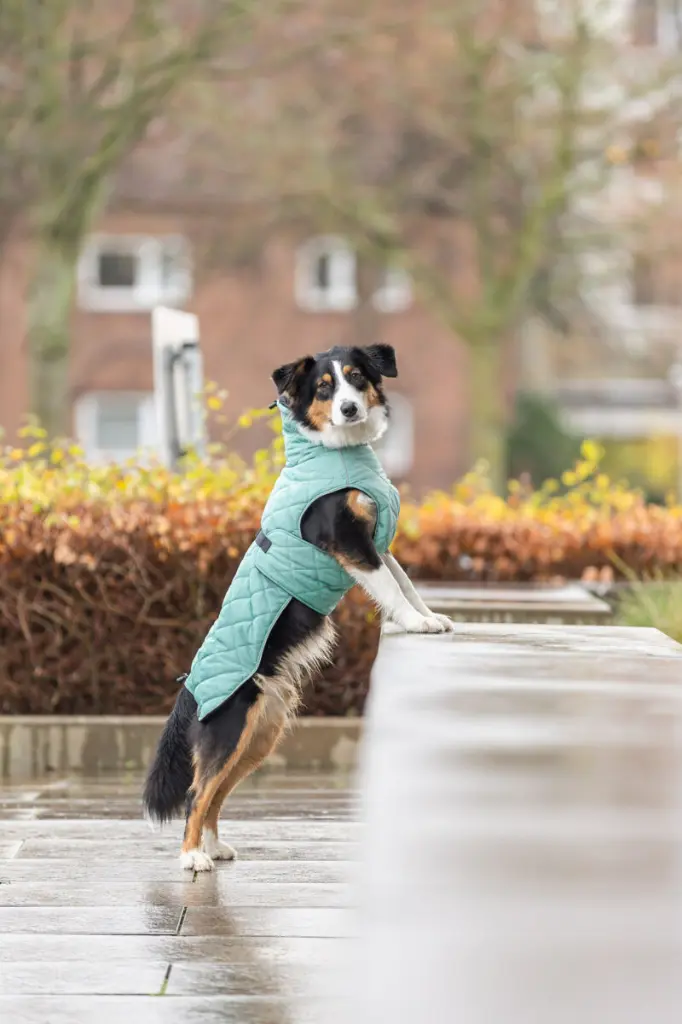 PHO_IMAGE_DOG_AustralianShepherd-Emma-Mantel-CityStyle-Stadt-7_#SALL_#AWK_#V1.webp
