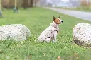 PHO_IMAGE_DOG_JackRussel-Nieke-Wintermantel-Lesmont-Natur-2_#SALL_#AWK_#V1.webp